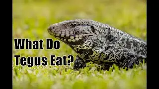 What Should Tegus Eat?
