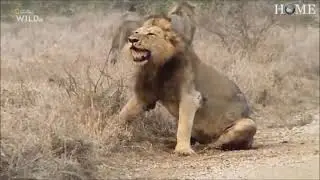 Male Lions fight ends with Male Lion giving up it's territory by Submission.