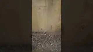 У них всё-таки есть птенцы