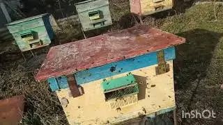весна в січні
