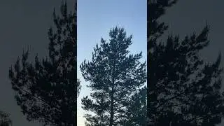 Улетай…..