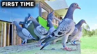 FIRST Time Out For The New Young Birds