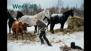 COWBOY BLOG week #2 Тройня или нет? Теперь в Барне ЧЕТКИЙ пол.