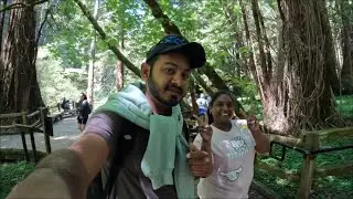 Muir Woods Park (Tallest Trees In The World)