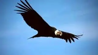 El Condor - Sergio Vega Y Sus Shaka's Del Norte