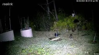 Possum Visit