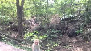 Природа Шри Ланки