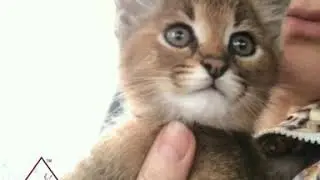 VIPLEO® Как мяукает каракет котенок