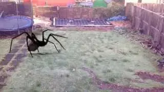 Spider attack animation