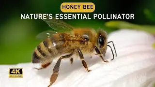 Honey Bee Nature's Essential Pollinator