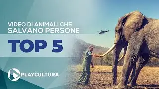 Top 5 animali che salvano persone ripresi in video