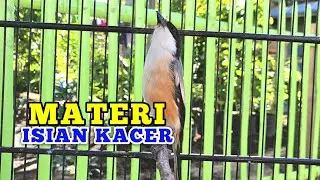 BURUNG CENDET GACOR DENGAN MATERI ISIAN KACER MURAI BATU DAN BANYAK LAGI