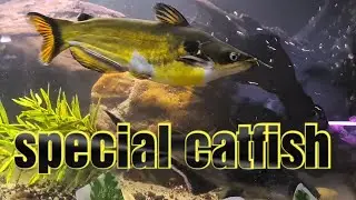 Yello red tail catfish/ sun catfish / bullseye catfish