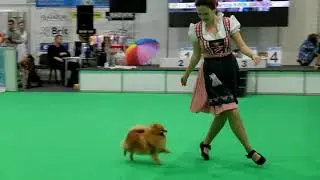 9 11 2019 Ольга и шпиц Ежик