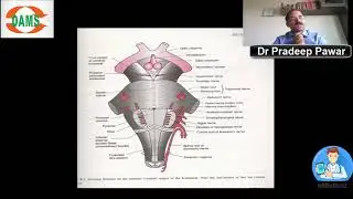 Hypoglossal nerve by Dr Pradeep Pawar DAMS Faculty