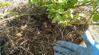 Роза  -  дочь навоза! Органика и мульча для роз.