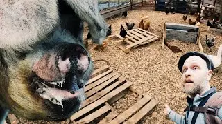 Pigs Broke Out and Trashed the Greenhouse