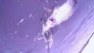 stripers and blackfish