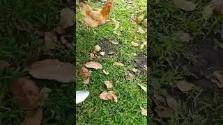 Chicken ☕