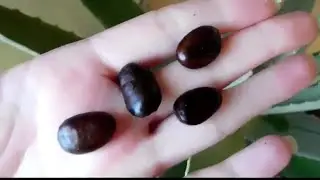 Germinating Pawpaw Seeds | Growing Pawpaw trees from Seed | Cold Stratifying Pawpaw Seeds