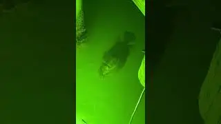 Big triple tail on dock light #shorts #fishing #viral