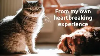 Pet Euthanasia, Cat and Dog Owner Advice