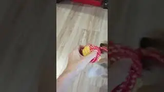 Как ПРИУЧИТЬ ЩЕНКА К ТУАЛЕТУ. Один из способов. 
