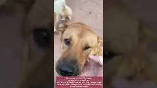 His name is Little Dinosaur.He was in a car accident and was sold by his owner to a dog meat market