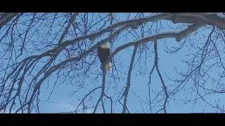 Bald Eagle peekaboo, Minesing Swamps