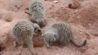Meerkat Video