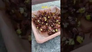 un calabrone asiatico può uccidere  anche 300/400 api al giorno 👽