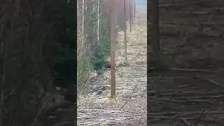 Лооооось!!))