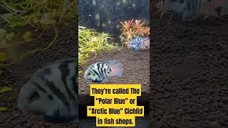 Polar Blue Arctic Cichlids: Are They A Treat or A Terror in Your Tank? 