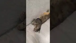 #кисонька #кошки #cat #кошка #тесса