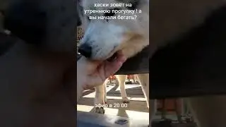 #хаски