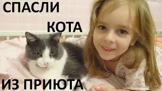 СПАСЛИ КОТА ИЗ ПРИЮТА ТЕПЕРЬ КОТИК ДОМА :) У НАС