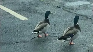 Family of ducks in the road, stopping traffic