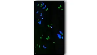 Butterfly Template Video Black Screen Kinemaster Butterfly Template Video.#kinemaster #blacktemplate