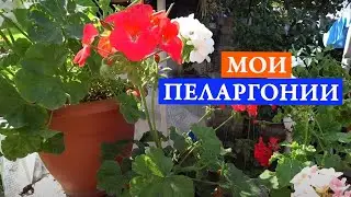 Мои пеларгонии