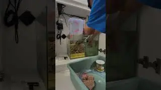 Maintenance filtrasi reeftank #newreeftank #diyreeftank #aquariumairlaut