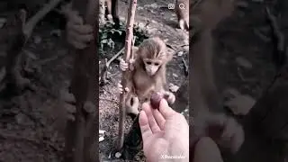 cute baby monkey