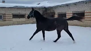 Asad Shael (Adair Shael - Asmat Shael), 2-year-old akhalteke colt
