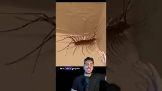 لو لقيت الشئ ده في بيتك اوعي تقضي عليه ☠️حريش منزلي