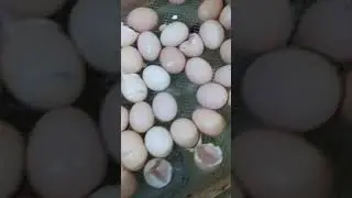 Балапандарыныз коп шыксын десениз...👍👍👍👍👍