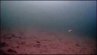 Мощная атака щуки на балансир