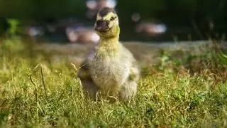 You Are Not a Duck!