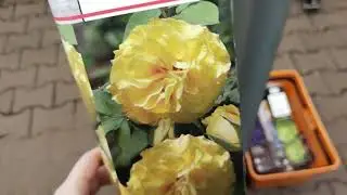 Магазин Оби. Какие цветы и по какой цене можно купить в марте 2022