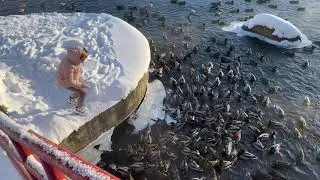 Стадо уточек нападают на хлеб 🍞