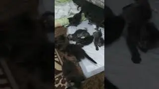Котята помётов "W", "X". Растем, резвится.