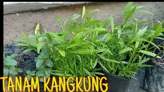 MENANAM KANGKUNG UNTUK KESEKIAN KALINYA|KANGKUNG CABUT
